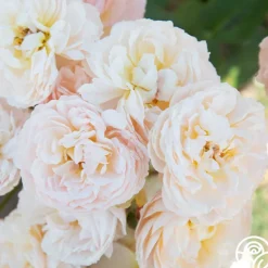 Moonlight in Paris™