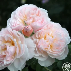 Moonlight in Paris™