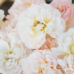 Moonlight in Paris™