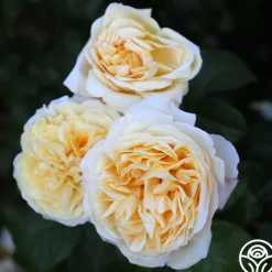 Moonlight Romantica®