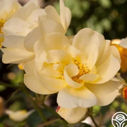 Morning Has Broken™