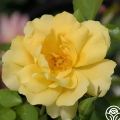 Morning Has Broken™