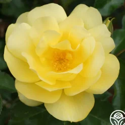 Morning Has Broken™