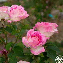 Painted Porcelain™