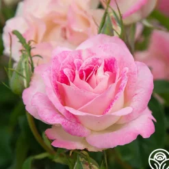 Painted Porcelain™