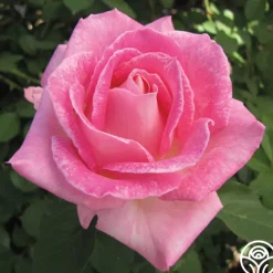 Painted Porcelain™