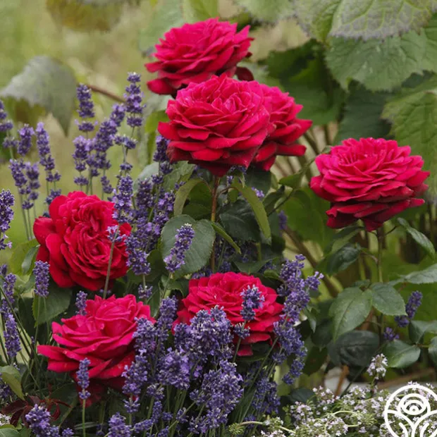 Parfuma® Dark Desire™