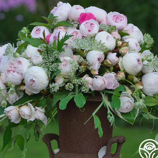 Parfuma® Earth Angel