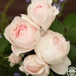 Parfuma® Earth Angel