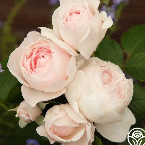 Parfuma® Earth Angel