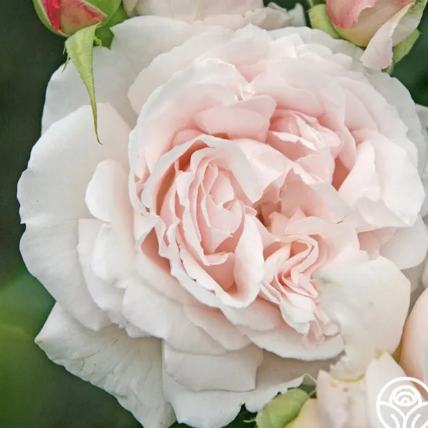 Parfuma® First Crush™