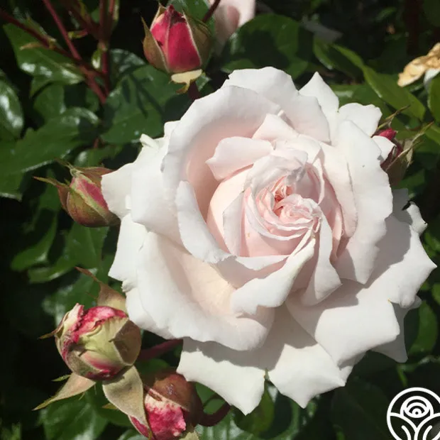 Parfuma® First Crush™