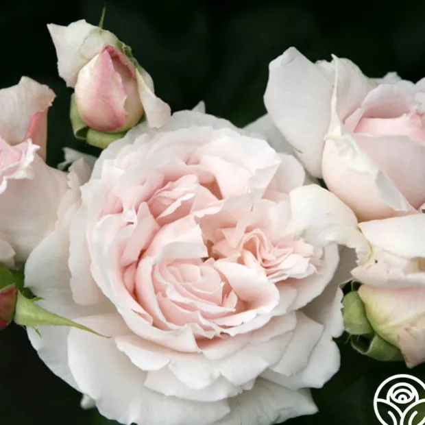 Parfuma® First Crush™