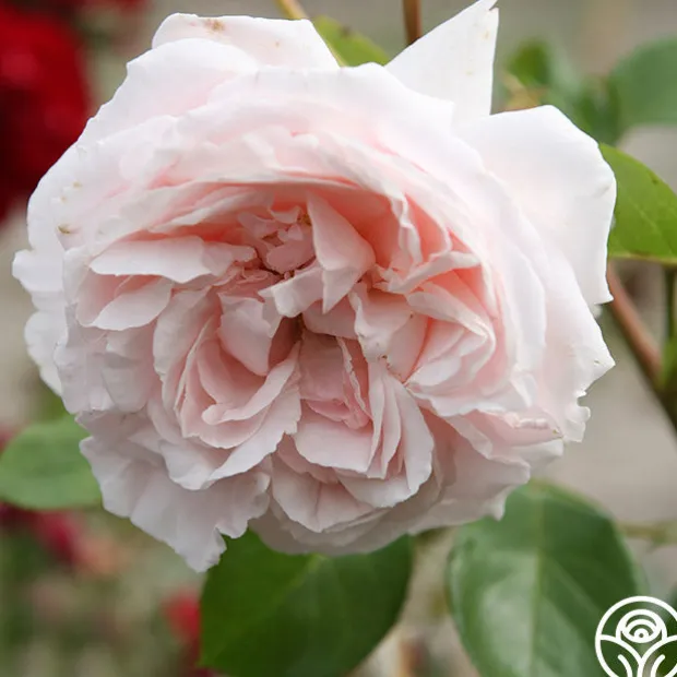 Parfuma® First Crush™