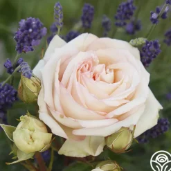 Parfuma® Madame Anisette™