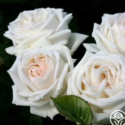 Parfuma® Madame Anisette™