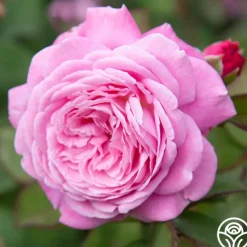 Parfuma® Summer Romance