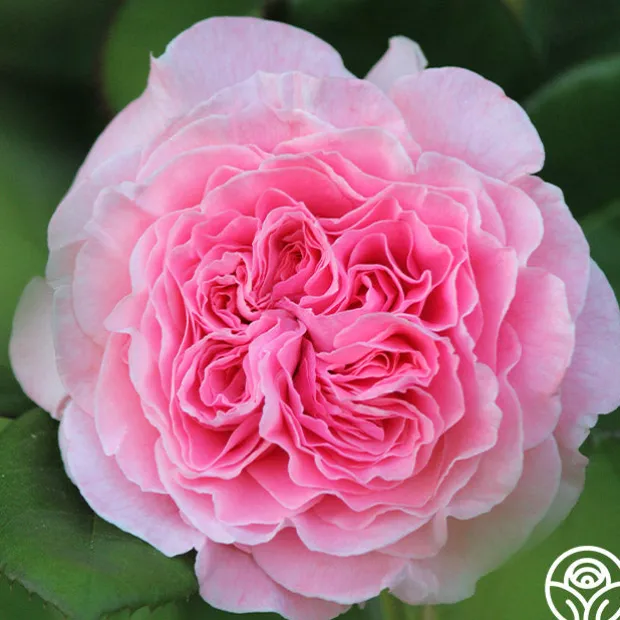 Parfuma® Summer Romance