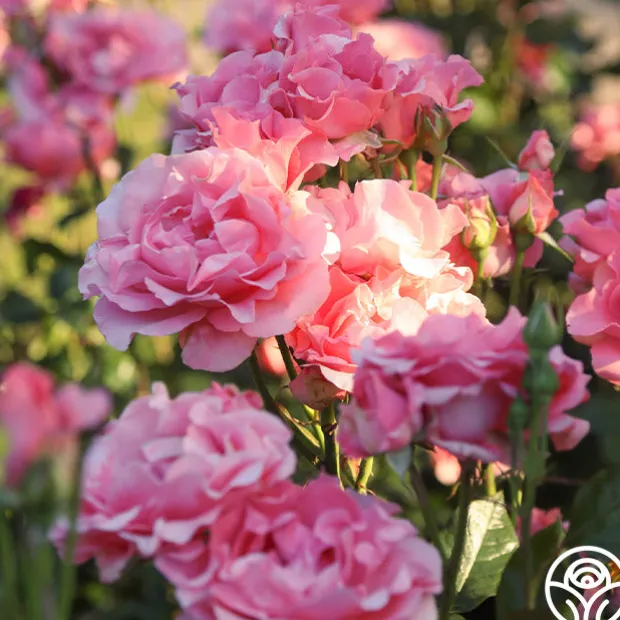 Paris de Yves St. Laurent™