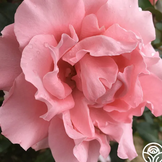 Paris de Yves St. Laurent™