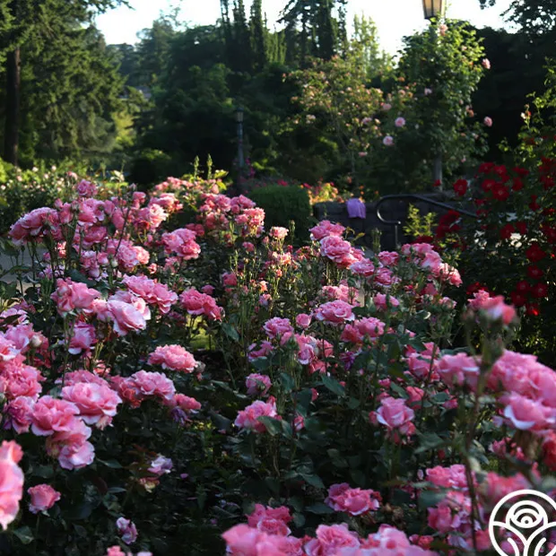 Paris de Yves St. Laurent™