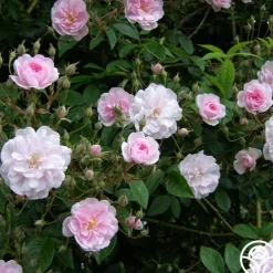 Paul's Himalayan Musk