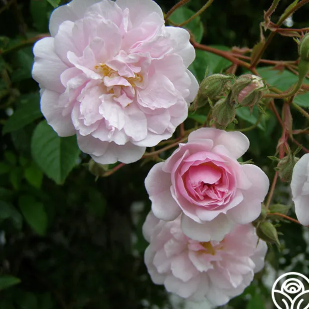 Paul's Himalayan Musk