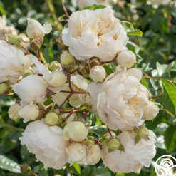 Perpetually Yours™