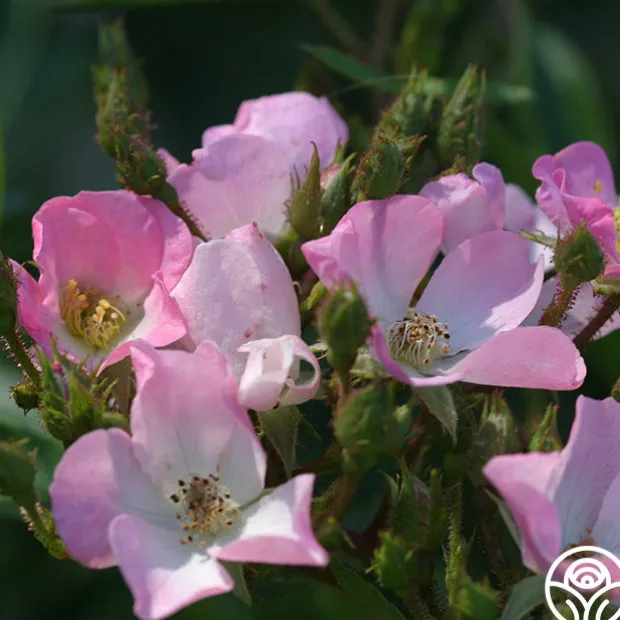 Petit Rat De L'opera
