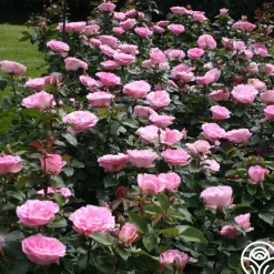 Pink Bouquet Collection