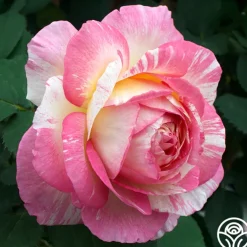 Pink to Peach Cutting Garden