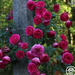 Pretty in Pink Eden Climber®