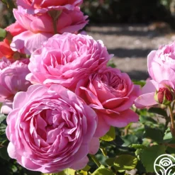 Princess Alexandra of Kent