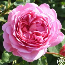 Princess Alexandra of Kent