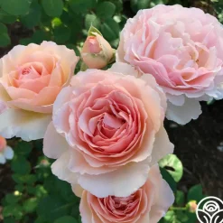 Princesse Charlene de Monaco®