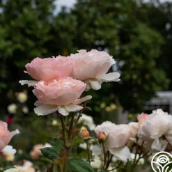 Princesse Charlene de Monaco®