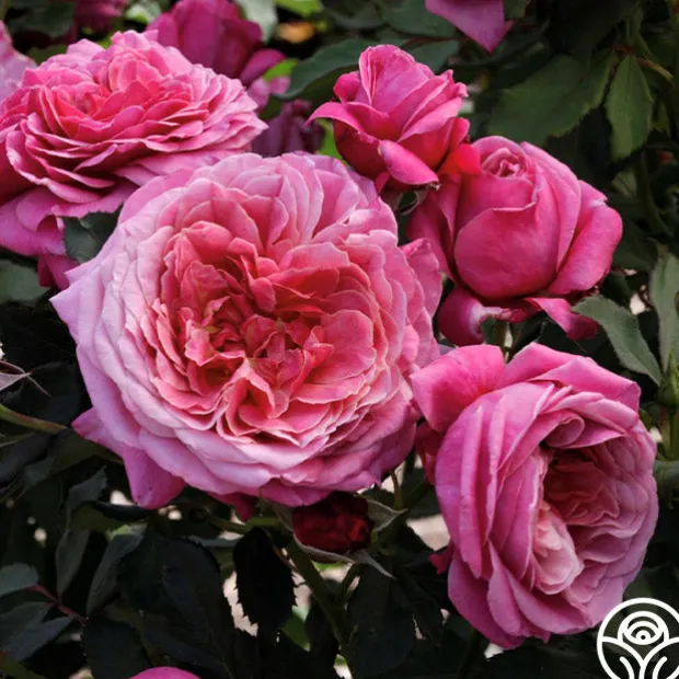 Queen of Elegance™