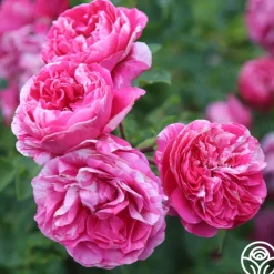 Raspberry Cream Twirl™