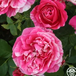 Raspberry Cream Twirl™