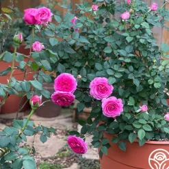 Raspberry Cupcake™