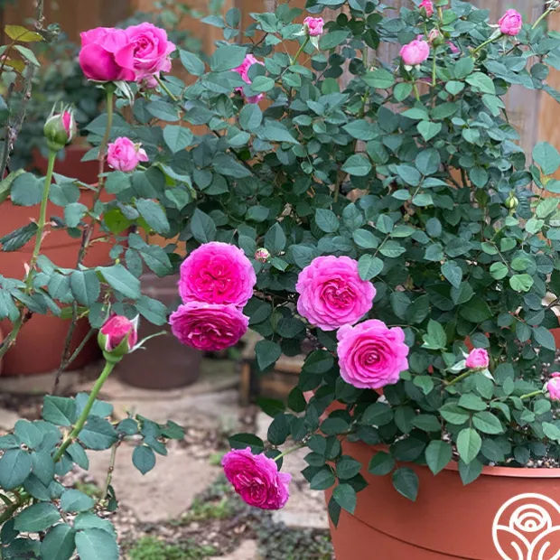 Raspberry Cupcake™