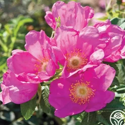 Raspberry Rugostar®