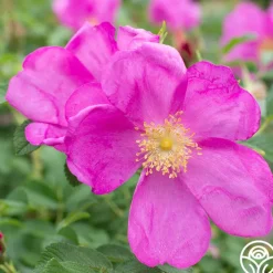 Raspberry Rugostar®