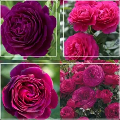 Romantic Bouquet Collection