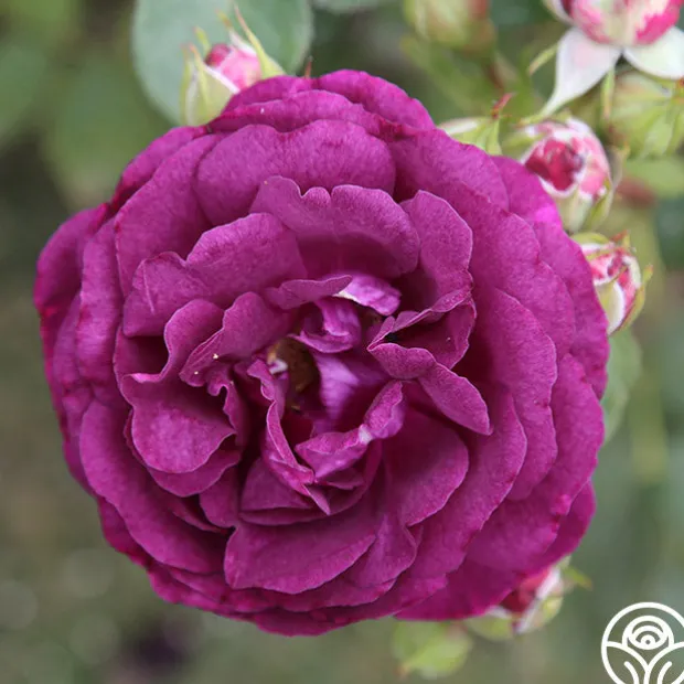 Romantic Bouquet Collection