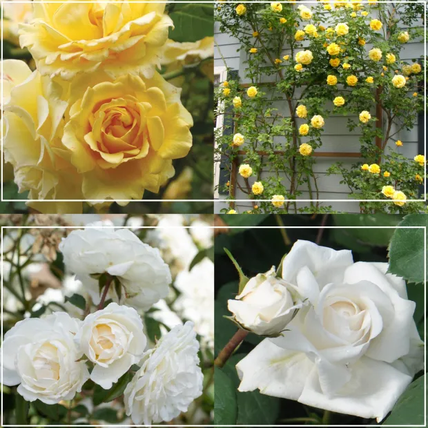 Romantic Climber Collection II