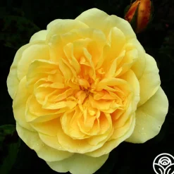 Romantic Climber Collection II