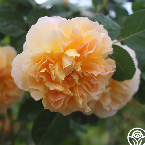 Romantic Climbers Collection