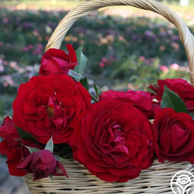 Romantic Red Bouquet Collection