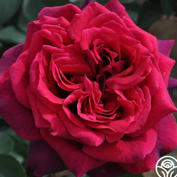 Romantic Red Bouquet Collection